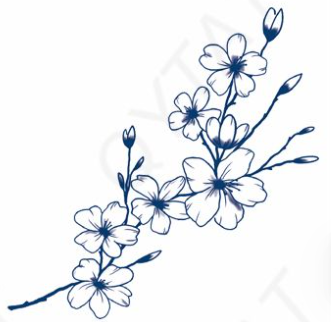 Cherry blossoms